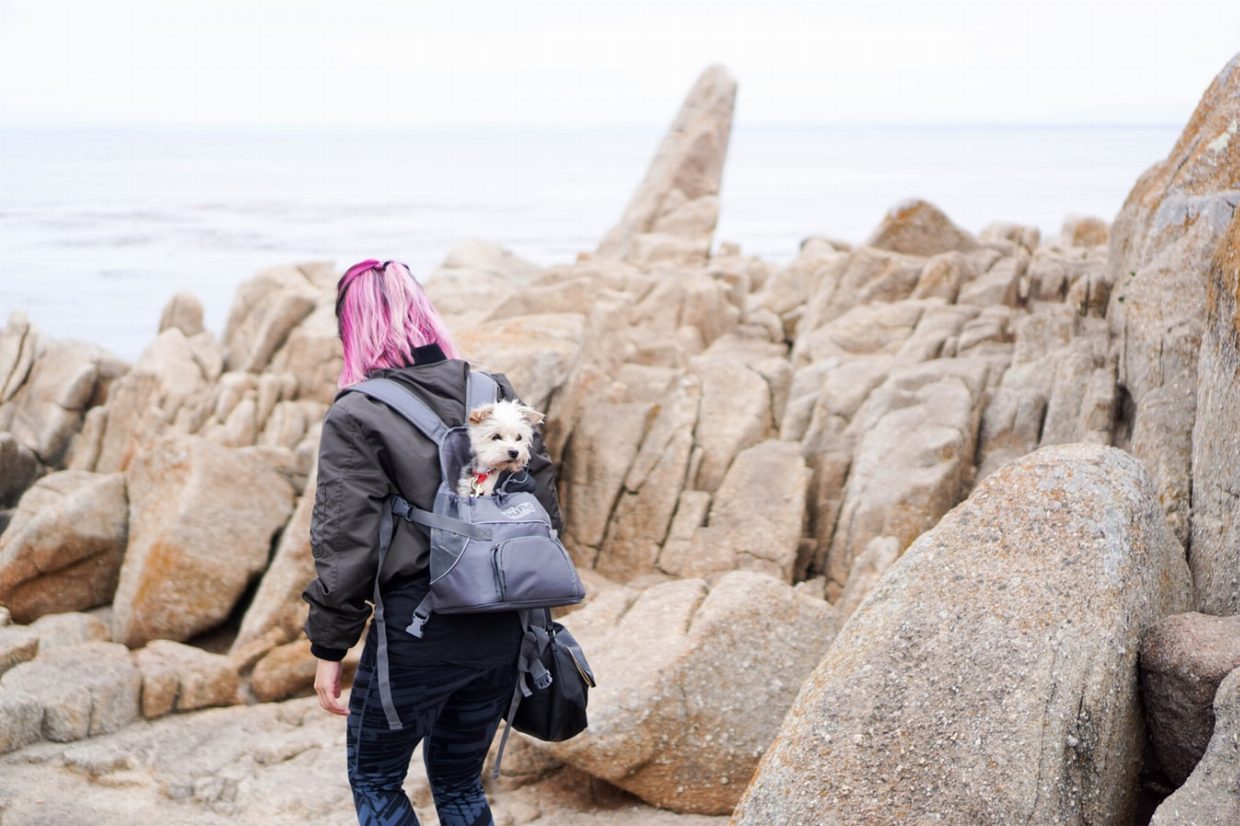Best Dog Backpacks 2019 - Post Thumbnail